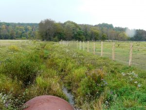 Re-established Stream Fence