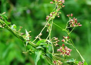 Dog-Strangling Vine