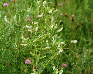 Sweet White Clover